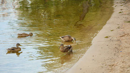 A flock of wild beautiful ducks are resting on the river bankの写真素材