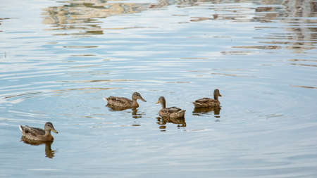 Red large bud of a beautiful tulip close-upの写真素材