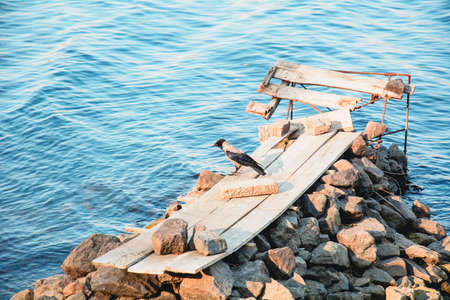 Great Hooded Crow Walking by the Big Riverの写真素材