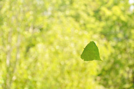 Green poplar leaf on glass against garden background