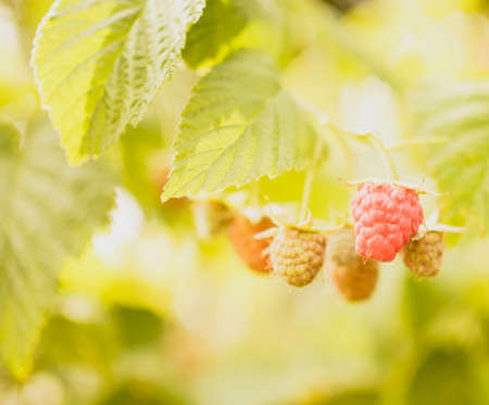 Juicy delicious ripe fresh raspberries in the garden