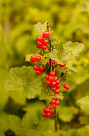 Juicy delicious ripe fresh red currant berries in the garden