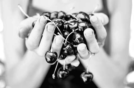 Delicious juicy ripe cherries in the hands of a girl. black and whiteの写真素材