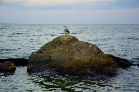 Little gray seagull admires the sea on a stoneの写真素材