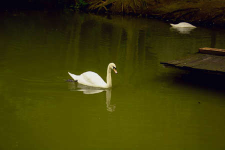 Beautiful big white swan swims on the pondの写真素材