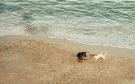 Two dogs playing on a sandy beach by the sea in summer