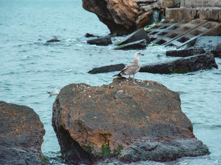Little gray seagull admires the sea on a stoneの写真素材