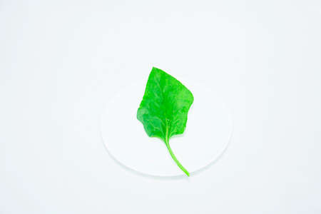 Fresh greens of spinach on a light background