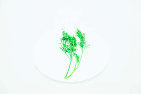 Fresh greens dill on a light backgroundの写真素材