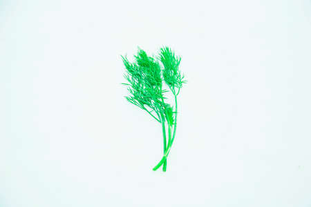 Fresh greens dill on a light backgroundの写真素材