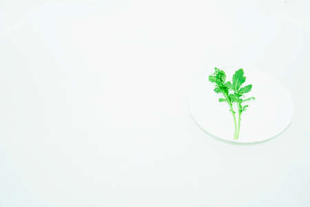 Fresh green arugula on light backgroundの写真素材