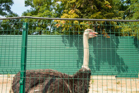 Large African ostrich walks on a bird farm