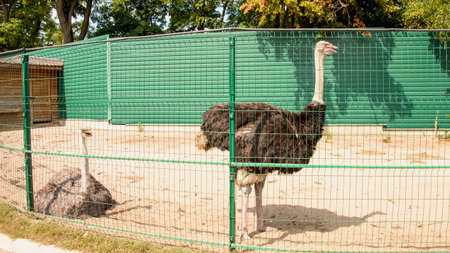 Large African ostrich walks on a bird farm
