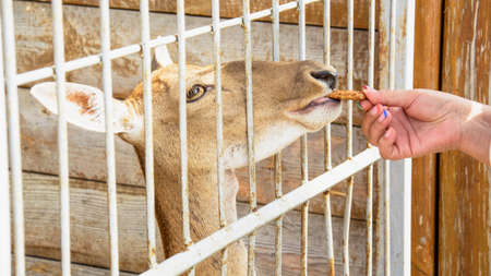 Beautiful large forest deer sits in a cageの写真素材