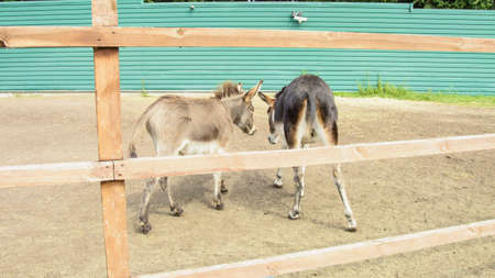 Wild donkeys walking in the parkの写真素材