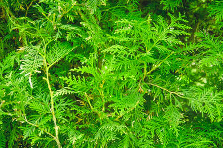 Background of a succulent beautiful coniferous tree close up