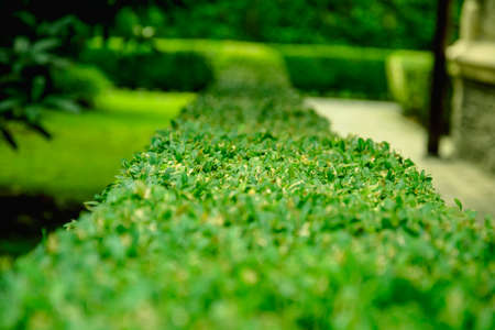 Beautiful green sheared bush on the background of trees