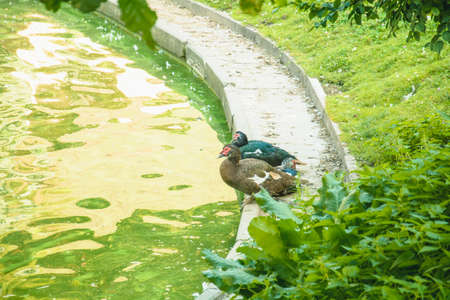 Beautiful wild ducks swim on the pond running on the lawnの写真素材