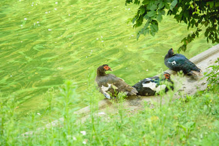Beautiful wild ducks swim on the pond running on the lawnの写真素材