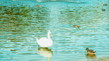 A beautiful flock of white swans walks and swims on the pondの写真素材