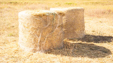 Hay rolled into a stack in a clearing