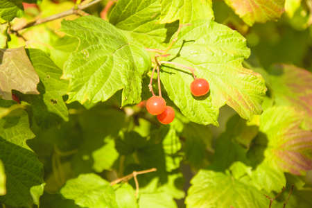 Bush of beautiful red viburnum in autumn