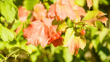Bush of beautiful red viburnum in autumn