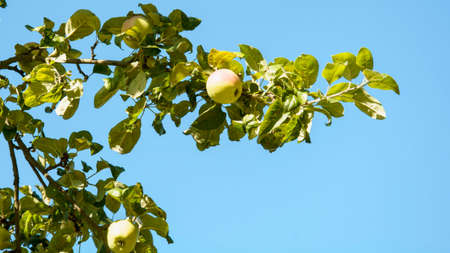 Juicy beautiful apples on the tree in the gardenの写真素材