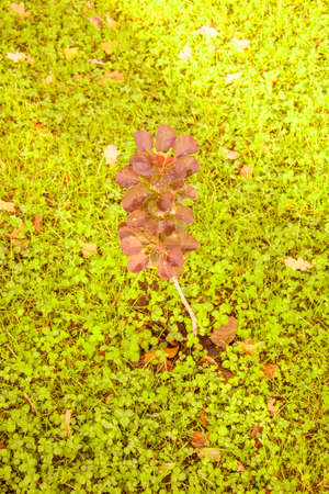 Autumn beautiful background of yellow leaves