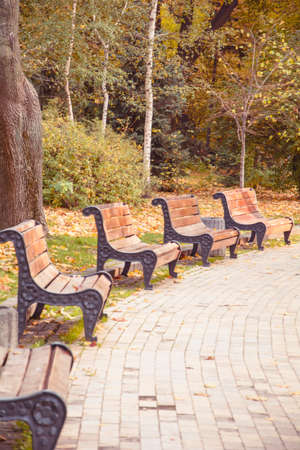 Wooden benches in a beautiful empty autumn park