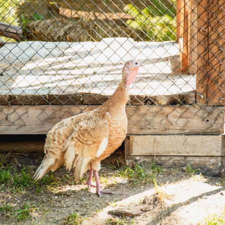 Large beautiful domestic well-groomed American bird turkey