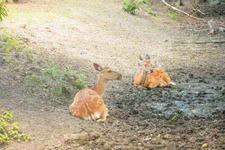 Beautiful big cute sika deer graze on the grass