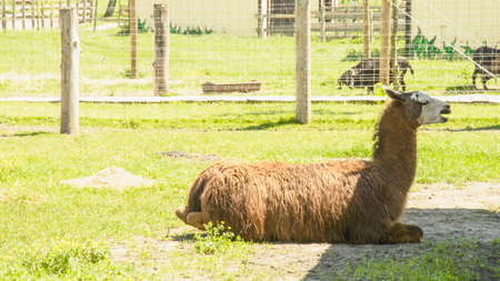 Beautiful wild big llama resting on the lawnの写真素材