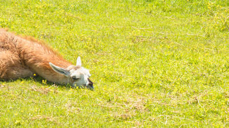 Beautiful wild big llama resting on the lawnの写真素材