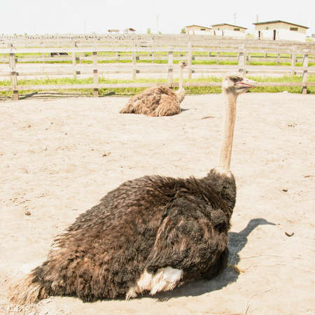 African beautiful big ostrich walks in the poultry farmの写真素材