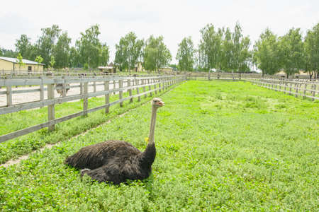 African beautiful big ostrich walks in the poultry farmの写真素材