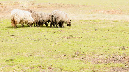 Beautiful homemade cute sheep on the farmの写真素材
