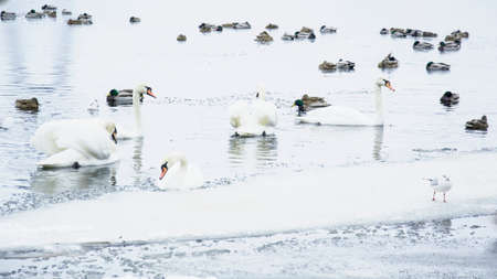 Beautiful swans, ducks, seagulls swim in the winter on the river