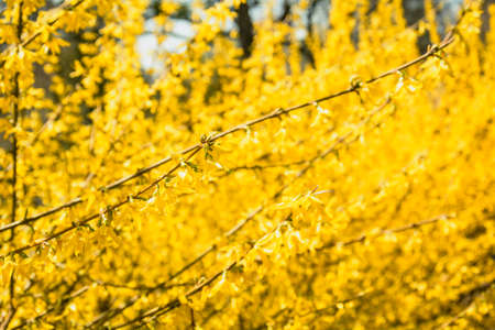 Beautiful tree in yellow flowers in the park