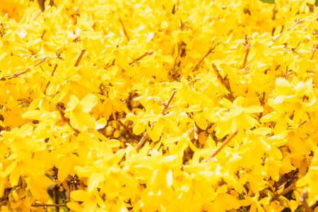Beautiful tree in yellow flowers in the park