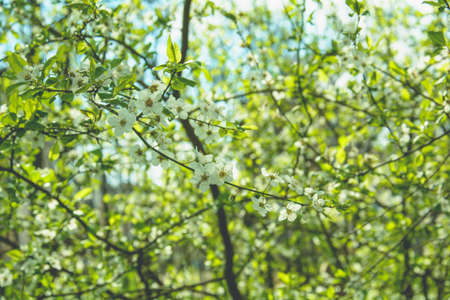 Beautiful blooming white cherry in a large gardenの写真素材