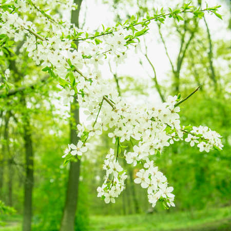Beautiful blooming white cherry in a large garden