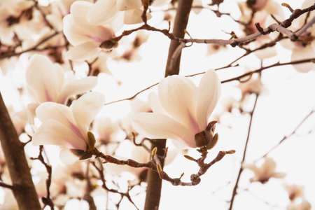 Beautiful blooming white magnolia tree in the gardenの写真素材