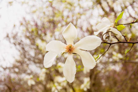 Beautiful blooming white magnolia tree in the garden