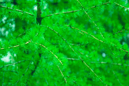 Background of beautiful juicy needles in spring in the park