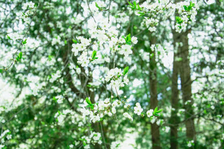 Beautiful blooming white cherry in a large garden