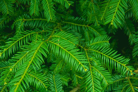 Background of beautiful juicy needles in spring in the park