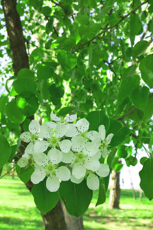 Beautiful blooming white cherry in a large gardenの写真素材