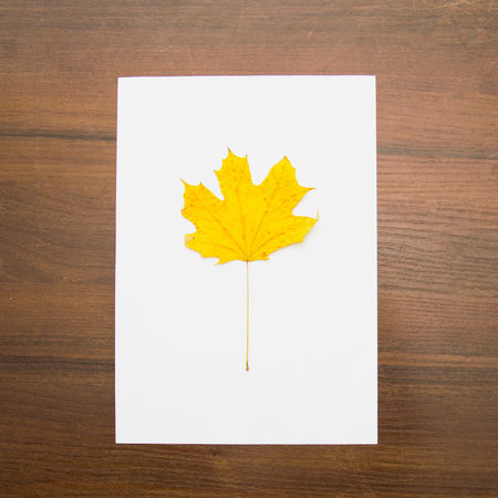 Autumn maple leaf on a white sheet of paper on a wooden background