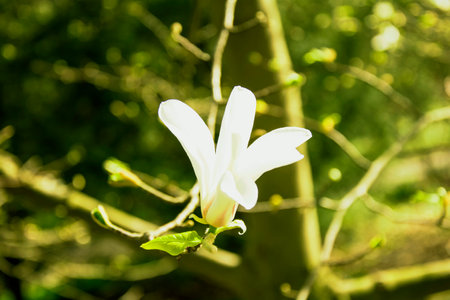 White magnolia flower on a tree in the garden. spring season.の写真素材